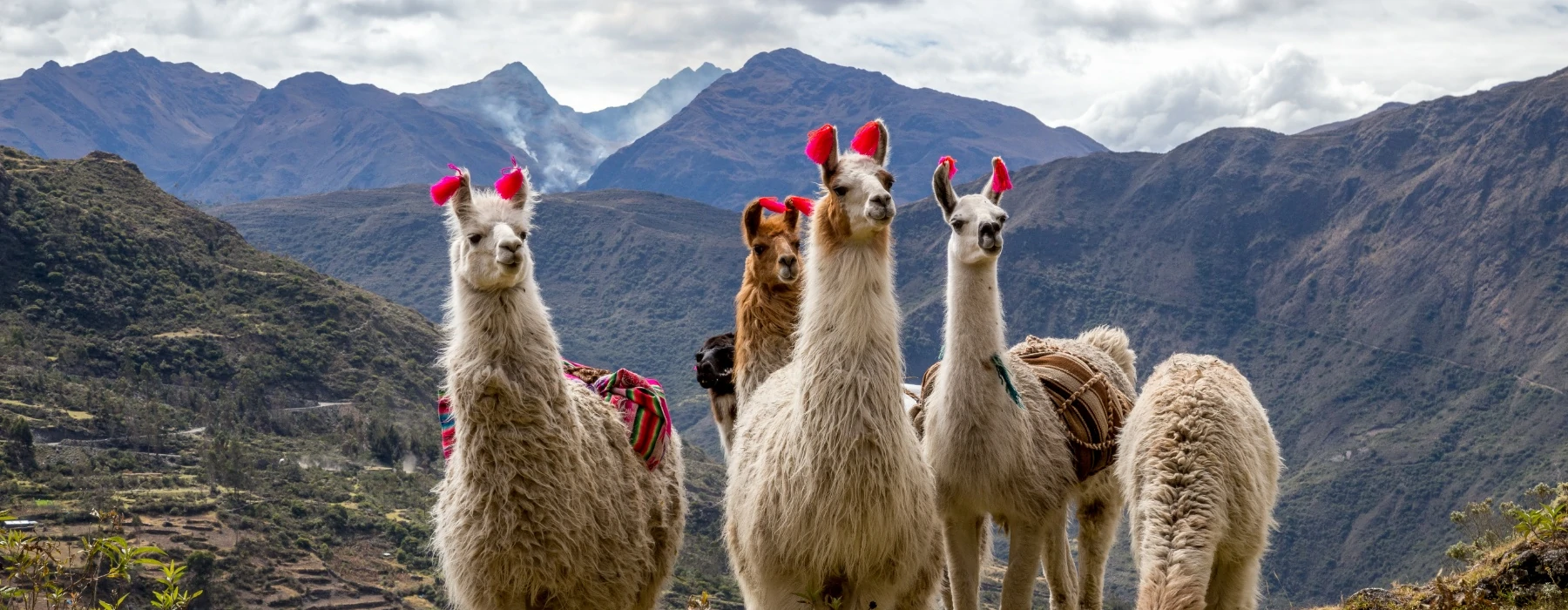 Lares Trek and Machu Picchu Trek