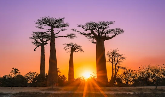 Madagascar Grand Explorer - Baobabs, Tsingy & Mountain Trails