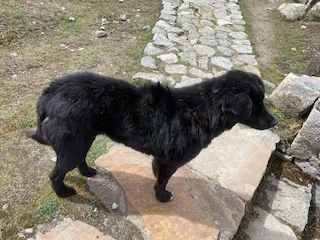Trekking dog joined us for a while